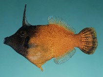tn_Pemel_u3.jpg