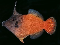 tn_Pemel_u4.jpg