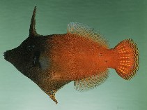 tn_Pemel_u6.jpg