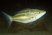Image of Pentapodus trivittatus (Three-striped whiptail)