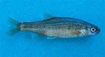 tn_Phdal_m0.jpg