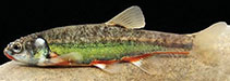 tn_Phkot_m0.jpg