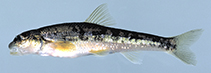tn_Phter_m0.jpg