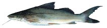 Image of Pimelodus albicans 