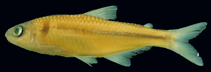 tn_Pianh_u0.jpg
