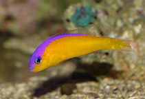 Image of Pictichromis diadema (Diadem dottyback)