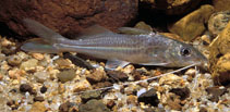 Image of Pimelodus microstoma 