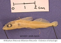 Image of Pimelabditus moli 