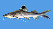 Image of Pimelodus ornatus 