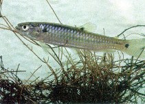 Image of Lebiasina erythrinoides 
