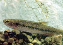 Image of Lebiasina erythrinoides 
