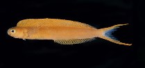 Image of Plagiotremus flavus 