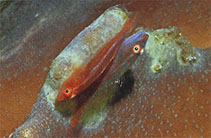 Image of Pleurosicya muscarum (Ghost goby)