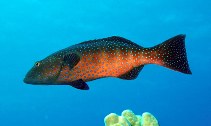 Image of Plectropomus marisrubri (Red Sea coralgrouper)