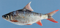 Image of Poropuntius genyognathus 