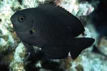 Image of Pomacentrus nagasakiensis (Nagasaki damsel)