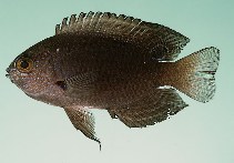 tn_Ponag_u3.jpg
