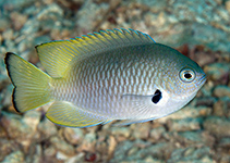 Image of Pomacentrus nigromarginatus (Blackmargined damsel)