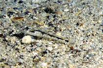 Image of Pomatoschistus bathi (Bath\