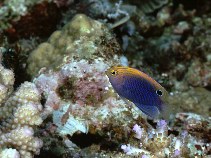 Image of Pomacentrus vaiuli (Princess damsel)