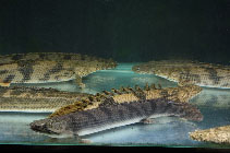 Image of Polypterus weeksii (Mottled bichir)