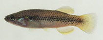 Image of Profundulus hectori 