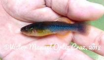 Image of Profundulus mixtlanensis 