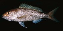 Image of Pristipomoides multidens (Goldbanded jobfish)