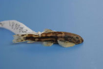 Image of Yaoshania pachychilus 