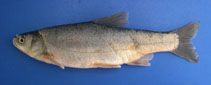 tn_Psana_u0.jpg