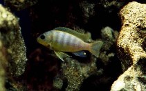 Image of Maylandia aurora 