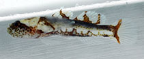 Image of Cryptopsilotris batrachodes (Toadfish goby)