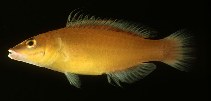Image of Pseudocheilinus citrinus 