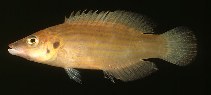 Image of Pseudocheilinus dispilus 