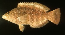 Image of Pseudolabrus fuentesi (Fuentesi\