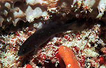 Image of Pseudochromis howsoni (Howson\