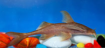 Image of Pseudecheneis immaculata 