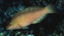 Image of Pseudolabrus japonicus 