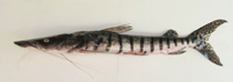 Image of Pseudoplatystoma magdaleniatum 