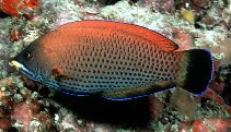 Image of Pseudodax moluccanus (Chiseltooth wrasse)