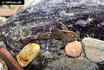 Image of Pseudolaguvia ribeiroi (Painted catfish)