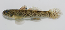 Image of Pseudogobius taijiangensis (Taijiang snubnose goby)