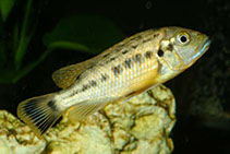 Image of Pseudotropheus williamsi (Red top williamsi)
