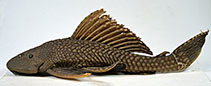 Image of Pterygoplichthys ambrosettii 