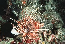 Image of Pteropterus antennatus (Broadbarred firefish)