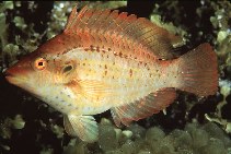 Image of Pteragogus aurigarius 