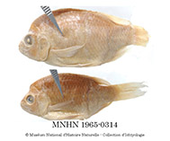 Image of Ptychochromoides betsileanus (Dark Madagascar cichlid)