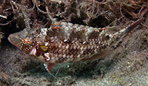 Image of Pteragogus clarkae 