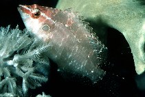 Image of Pteragogus cryptus 