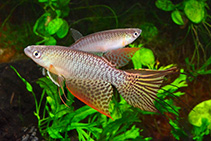 Image of Pterolebias hoignei 